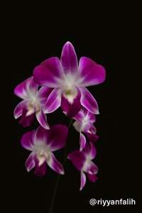 Dendrobium Sonia