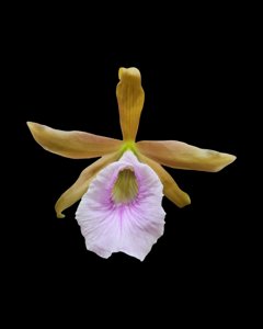 <i>Cattleychea</i> Mem. Dollie McKinnon
