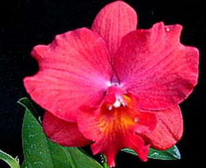 <i>Rhyncattleanthe</i> Nobile's Little Dragon