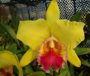 Rhyncholaeliocattleya Fortune