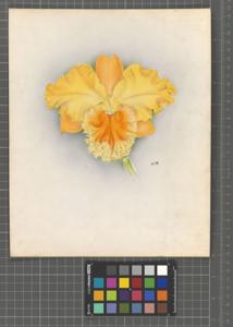 <i>Rhyncholaeliocattleya</i> Salta (1925)