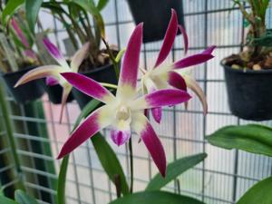 Dendrobium Awesome