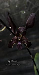 <i>Dendrobium</i> Batavia Night