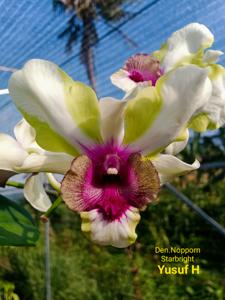Dendrobium Nopporn Starbright