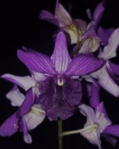 Dendrobium Indonesia Raya
