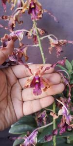 <i>Dendrobium</i> Fong Ling Hye
