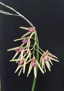 Dendrobium Wickersham