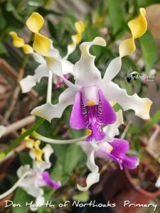 Dendrobium Heart of Northoaks Primary