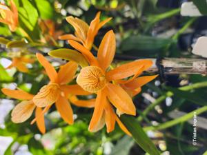 <i>Dendrobium</i> Sheng Yi Bumblebee