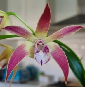 <i>Dendrobium</i> Dream Angel