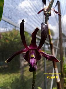 Dendrobium Tengger Beauty