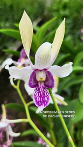 Dendrobium Ken Dedes