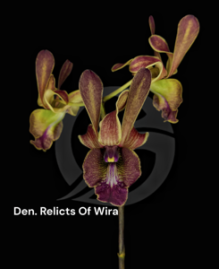 Dendrobium Relicts of Wira