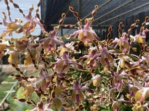 <i>Dendrobium</i> Jairak Spider