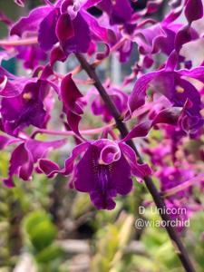 Dendrobium Unicorn