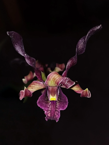 Dendrobium Kick Covid - 19