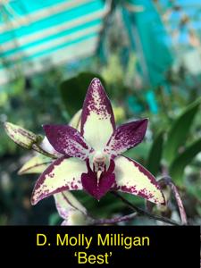 <i>Dendrobium</i> Molly Milligan