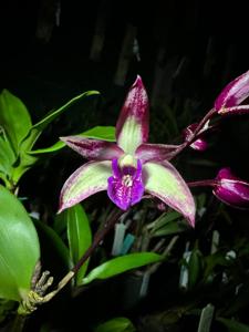 <i>Dendrobium</i> Coonawarra Grange