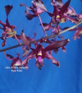 Dendrobium Alisha Beauty