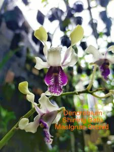Dendrobium Shining Batu