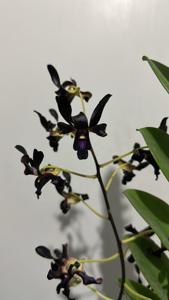 Dendrobium Black Viper