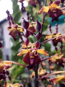 Dendrobium Inal Yunus