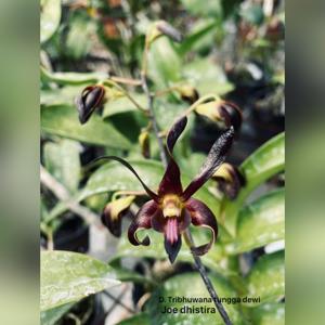<i>Dendrobium</i> Tribhuwana Tunggadewi