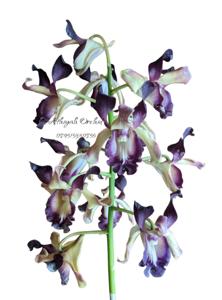Dendrobium November Rain