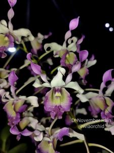 Dendrobium November Rain