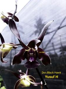 Dendrobium Black Hawk