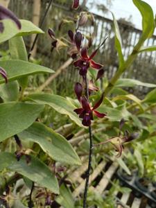 Dendrobium Black Hawk