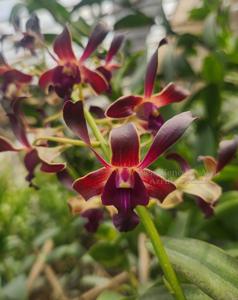 Dendrobium Kencono Ayu
