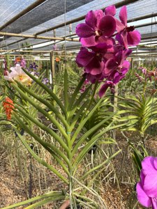 Papilionanda Suwannaphum Hilo-Amethyst