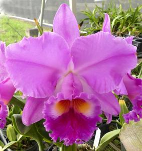 <i>Rhyncholaeliocattleya</i> Odom's November Dawn