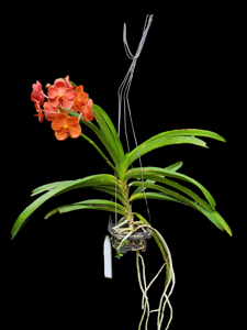 Vanda Suksamran Sunshine