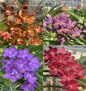 <i>Vanda</i> Suwannaphum Candy