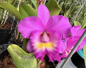 <i>Rhyncholaeliocattleya</i> Qing Ming Love