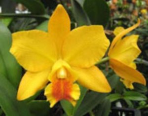Rhyncholaeliocattleya Waianae Treasure