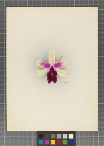 <i>Laeliocattleya</i> Flaviona