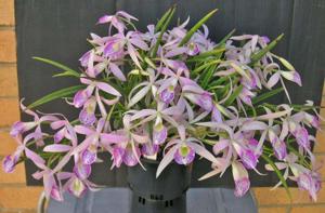 <i>Brassocattleya</i> Terri Drake