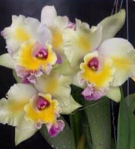 Rhyncholaeliocattleya Napa Valentine