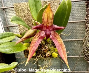 Bulbophyllum Magenta's Pinechino