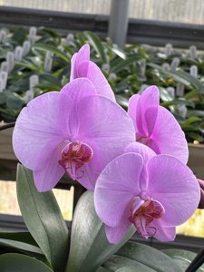 Phalaenopsis Tejas Butterfly