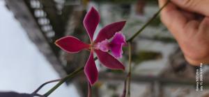 Encyclia Dave's Delectable Deliration