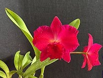<i>Cattleya</i> Fire Crown