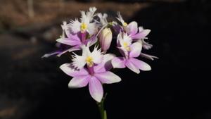 Epidendrum Miura Valley