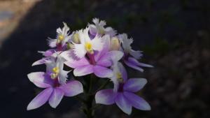 Epidendrum Miura Valley