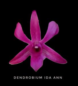 <i>Dendrobium</i> Ida Ann
