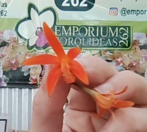 <i>Cattleya</i> Raingreen's Orange Delight