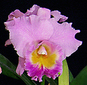 <i>Cattlianthe</i> Cranberry Cooler